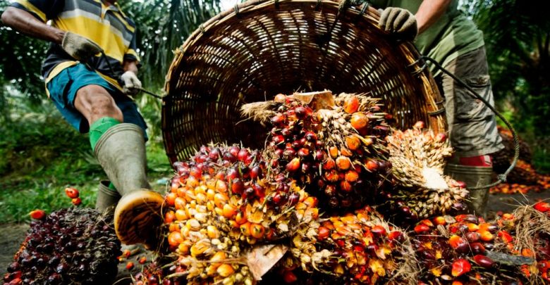 Memacu Daya Saing Industri Sawit