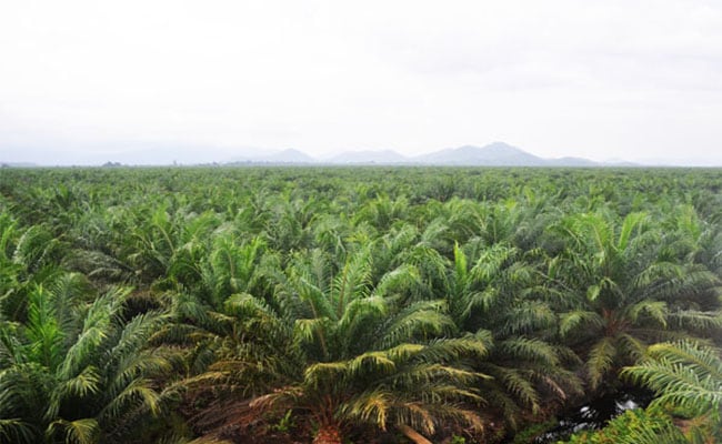 Merawat Sawit Layaknya Menjaga Hutan
