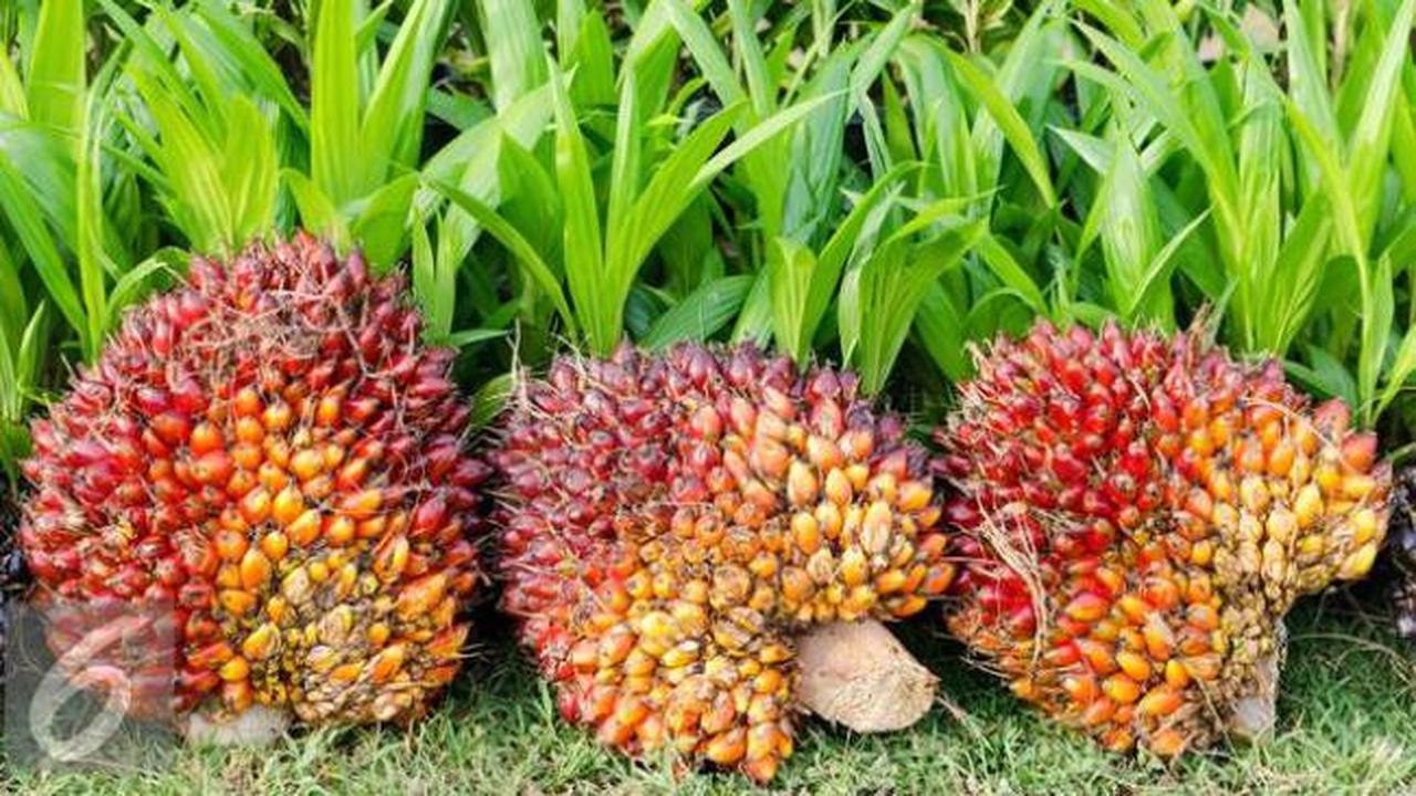 Satu Juta Ton Kelapa Sawit di Riau Siap Diolah Jadi Avtur