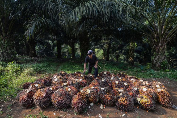 Kesal CPO Didiskriminasi Uni Eropa, RI Akan Mengadu ke WTO