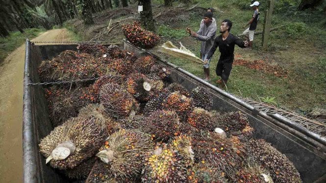 Pengusaha RI Ancang-ancang Gugat Diskriminasi Minyak Sawit Uni Eropa