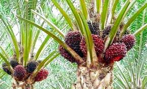 Rencana DMO Dinilai Menguntungkan