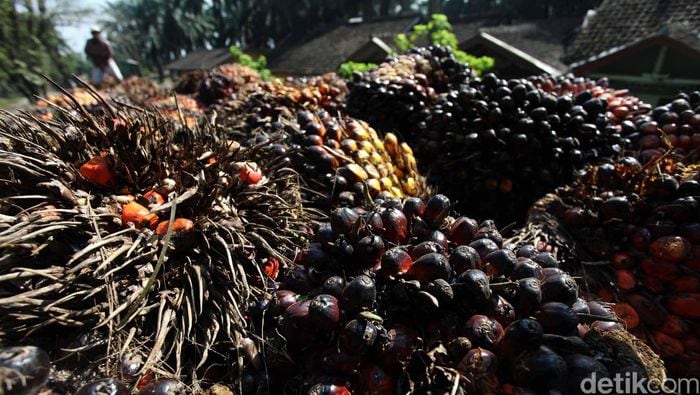 Genjot Produksi, Pemerintah Percepat Peremajaan Kebun Sawit