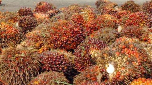 PTPN III Dukung Ketahanan Energi
