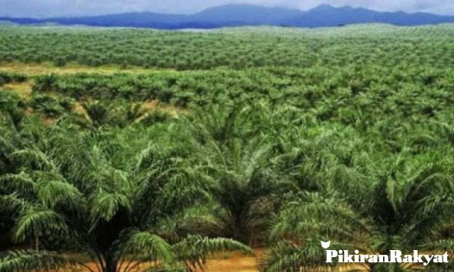 Kenapa Amerika dan Eropa Selalu Mengekang Industri Minyak Sawit?