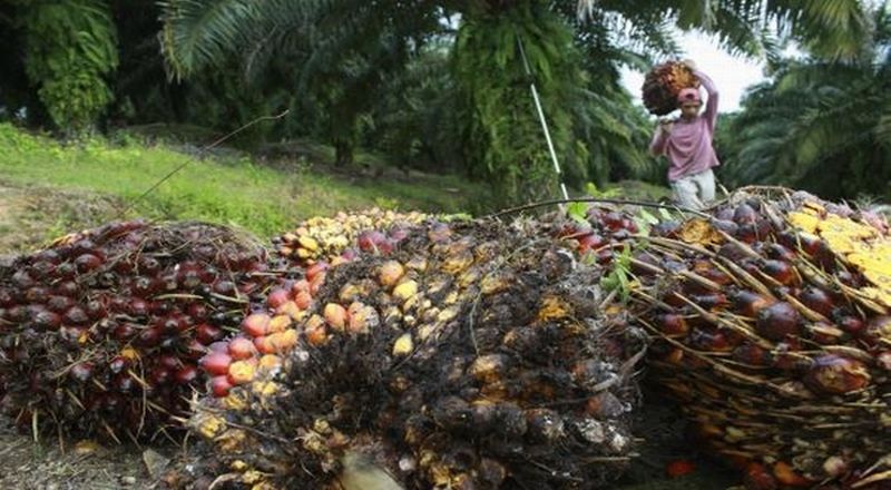 Polemik Kelapa Sawit hingga Ancaman Perang Dagang RI-Uni Eropa