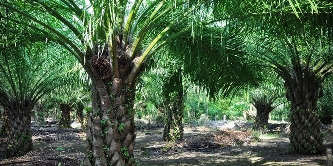 Pemerintah Didukung Kaji Ulang sawit Dengan Eropa