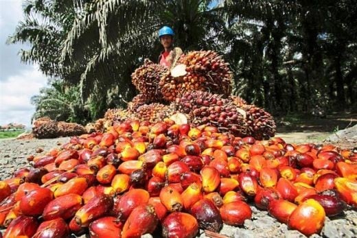 Sawit RI Didiskriminasi di Eropa, Ini Sederet Faktanya