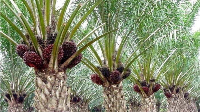 2022, Seluruh Kebun Sawit RI Bersertifikat ISPO