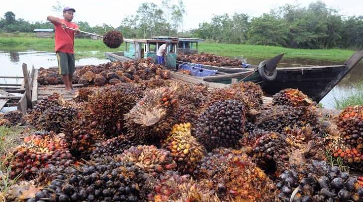 JK Sebut Boikot Minyak Sawit di Uni Eropa Rugikan Jutaan Pekerja