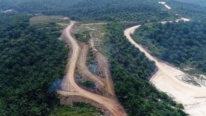 28 Ribu Ha Lahan Petani Plasma di Riau akan Diremajakan