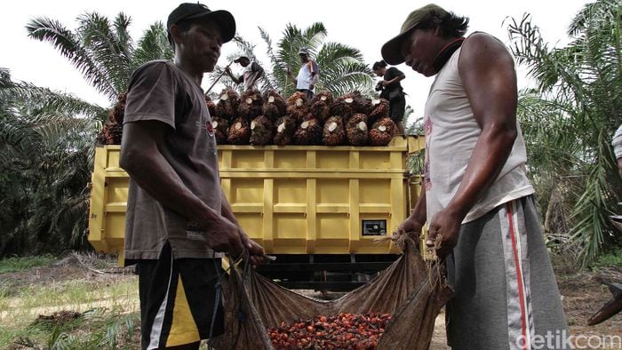 Pengusaha Sawit Tak Bagi 20% Lahan ke Petani, Ini Sanksinya