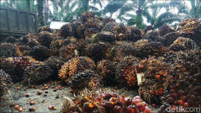 Jutaan Pekerja Industri Sawit Terancam Kebijakan Uni Eropa