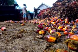 Awasi Stabilitas Harga Sawit Segar