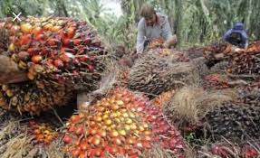 Pemerintah Siapkan Firma Hukum Urusi Masalah Sawit