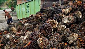 PTPN V Remajakan 28 Ribu Ha Kebun Sawit Petani