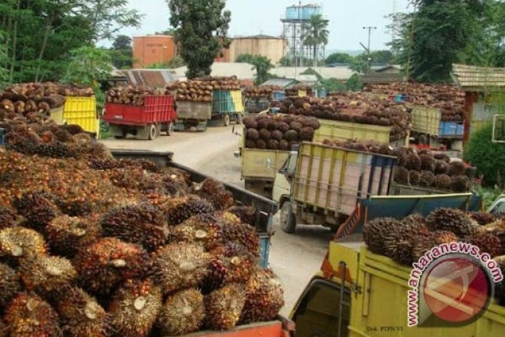 Harga Sawit di Mukomuko Naik Lagi