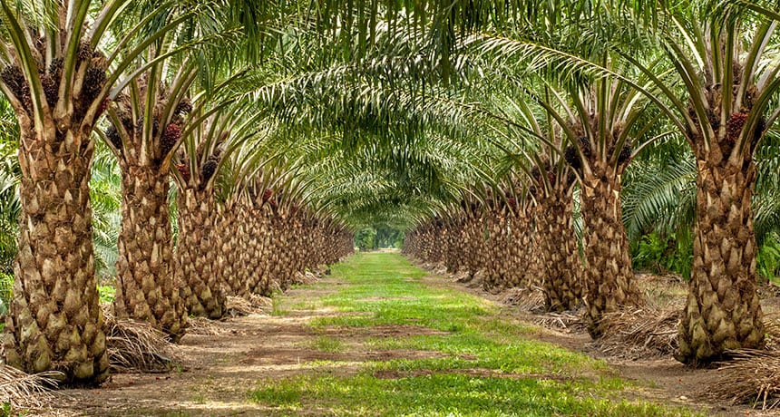 Pemerintah Siap Lindungi 16 Juta Pekerja Sawit