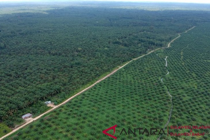 Kementan Integrasikan Data Perizinan Sawit Lewat "Siperibun"
