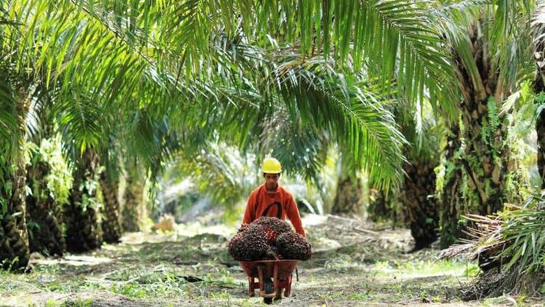 Kadin Desak Pembebasan Pajak Perkebunan