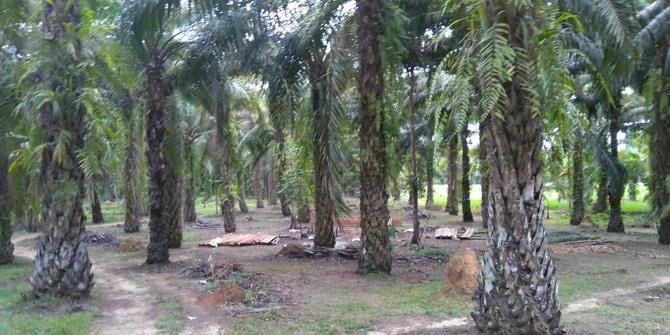 Uni Eropa Apresiasi Indonesian Sustainable Palm Oil