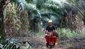 Kemtan: Dikritik UE, Industri Sawit RI Terus Bertumbuh