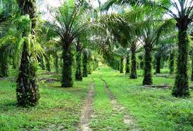 GIMNI Usulkan PE Produk Hilir Sawit US$ 5/Ton