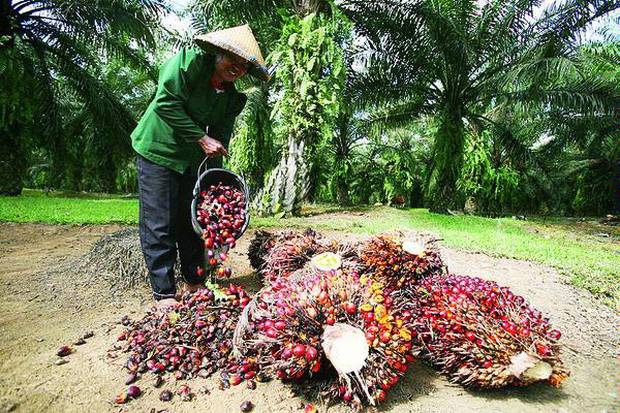 HGU Sawit Ranah Privat yang Dilindungi UU