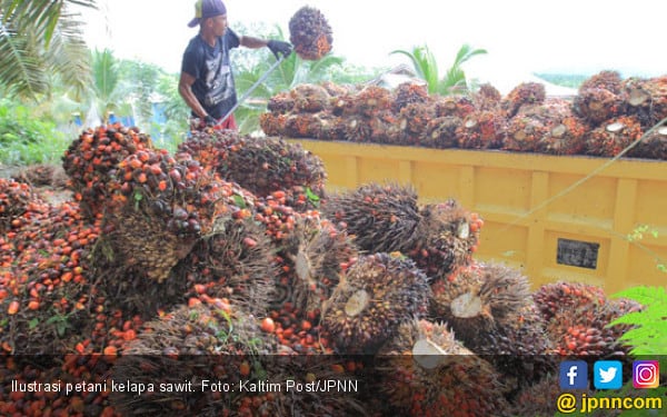 Gapki: Industri Kelapa Sawit Hasilkan Devisa Rp 360 Triliun