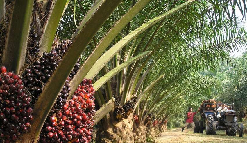 Investasi Hilir Sawit Masih Sangat Menarik