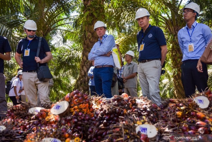 Disbun: Industri Sawit Riau Masih Ramah Lingkungan