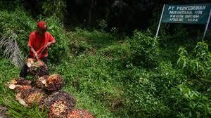 Sawit Indonesia Mampu Capai Target SDGS
