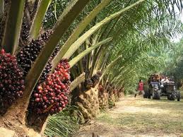 Pebisnis Resah Harga CPO Anjlok