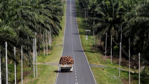 RI Mantap Gugat Diskriminasi Sawit UE ke WTO