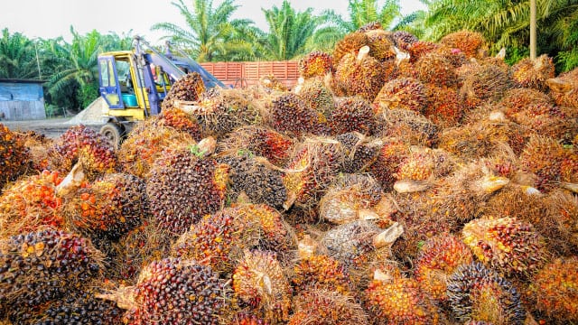 Babak Baru Diplomasi Sawit