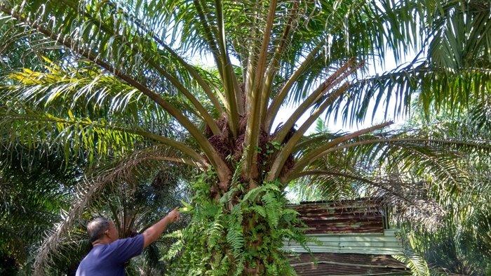 Pemerintah Bantu Rp 25 Juta per Hektare untuk Peremajaan Sawit Rakyat, Kuota Babel Tiga Ribu Hektare