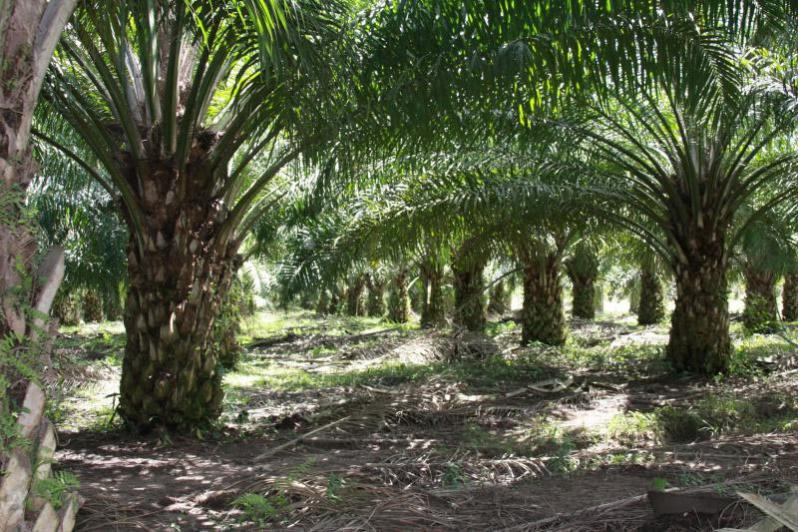 14.900 Ha Kebun di Sumsel Siap Diremajakan