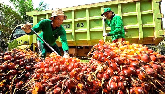Argentina Setuju Terima Buah CPO Kita