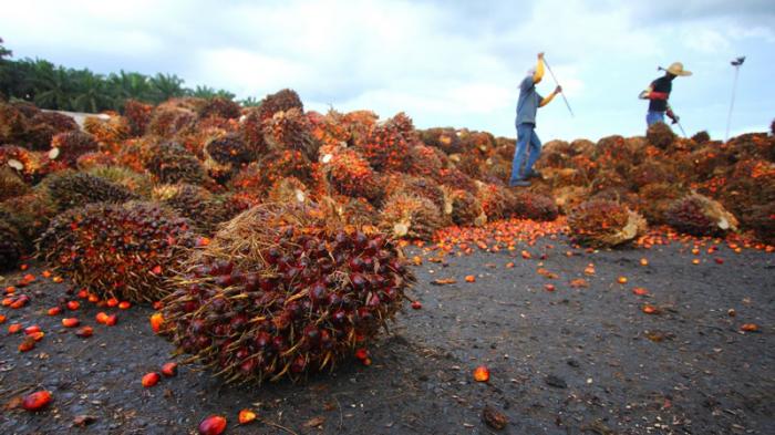Argentina Pastikan Bakal Impor Buah dari Indonesia