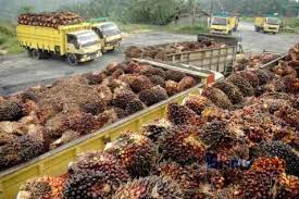 Bahan Bakar PLTD Dikonversi ke CPO Tahun Ini