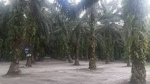 Memperluas Pasar, Mendorong Kesejahteraan Petani