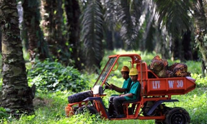 Petani Mengeluh Harga Sawit Turun
