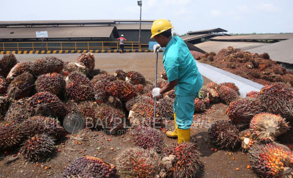 DMSI: Agar Bea Masuk CPO ke India Turun Harus Ada Pendekatan Secara Agresif