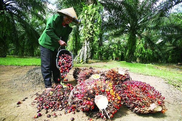 Asosiasi Petani Minta Dana Sawit Ditata Ulang