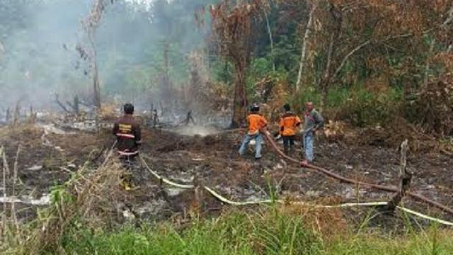 Industri Kelapa Sawit Diminta Waspadai Kebakaran Hutan