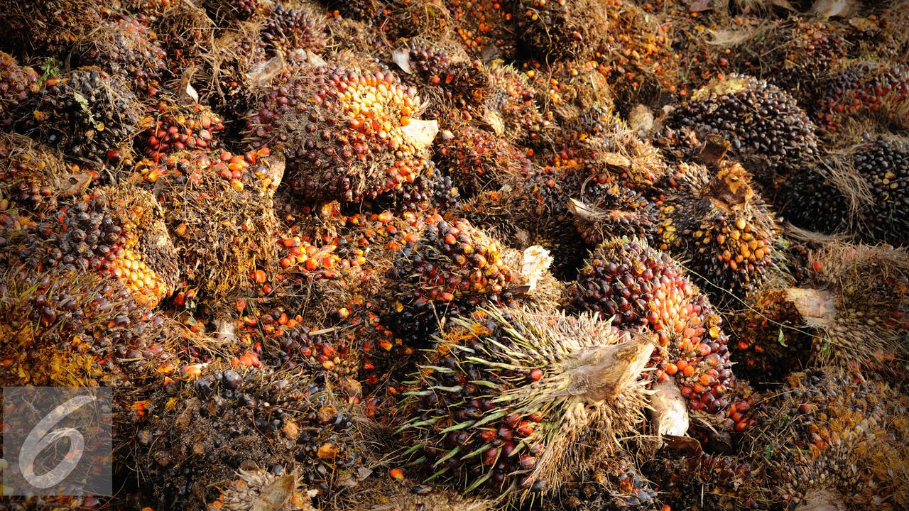 Banjir Permintaan, RI Ekspor Palm Kernel ke Malaysia