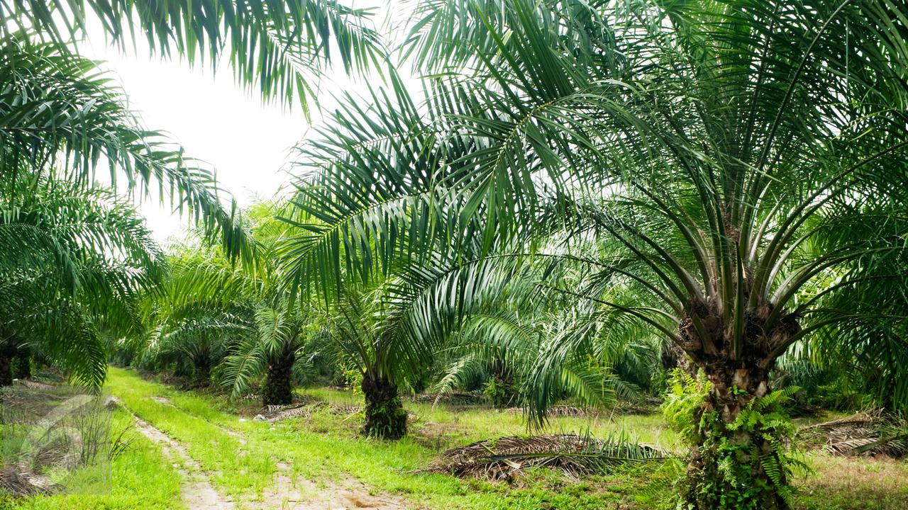 Luhut 81 Persen Industri Sawit Tak Patuhi Aturan Perkebunan
