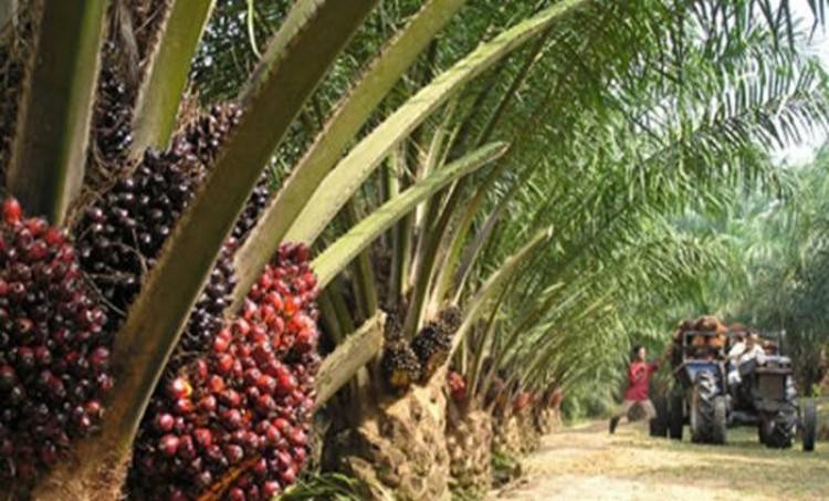 Industri CPO Butuh Tambahan Auditor