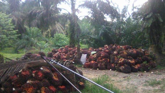 China Berencana Hapus Tarif Impor CPO