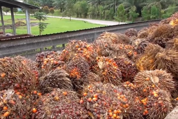 PLN Uji Coba Bahan Bakar Sawit 100%